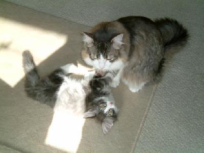 �Υ륦��������� �ե��쥹�� ����å�