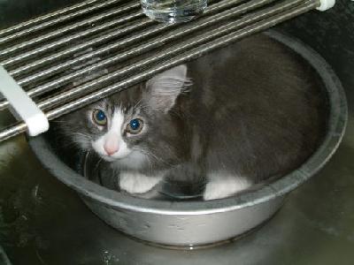 �Υ륦��������� �ե��쥹�� ����å�