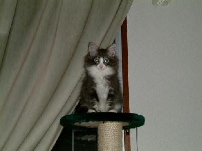 �Υ륦��������� �ե��쥹�� ����å�