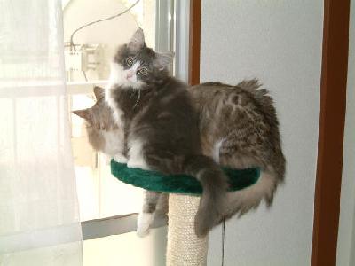 �Υ륦��������� �ե��쥹�� ����å�