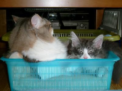 �Υ륦��������� �ե��쥹�� ����å�