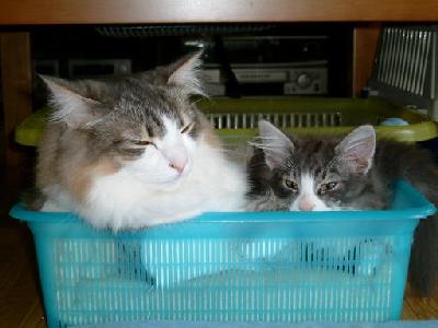 �Υ륦��������� �ե��쥹�� ����å�