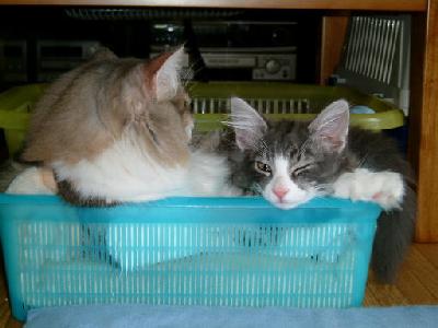 �Υ륦��������� �ե��쥹�� ����å�