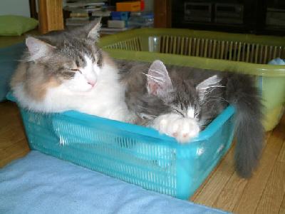 �Υ륦��������� �ե��쥹�� ����å�