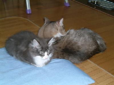 �Υ륦��������� �ե��쥹�� ����å�