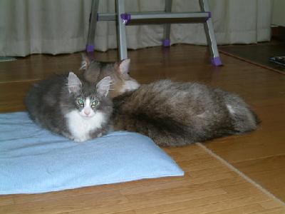 �Υ륦��������� �ե��쥹�� ����å�