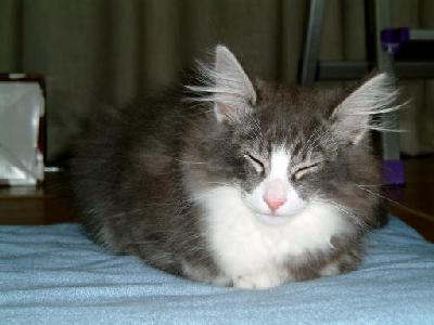 �Υ륦��������� �ե��쥹�� ����å�