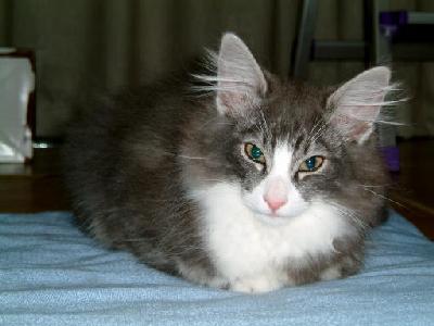 �Υ륦��������� �ե��쥹�� ����å�