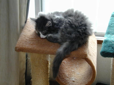 �Υ륦��������� �ե��쥹�� ����å�