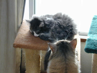 �Υ륦��������� �ե��쥹�� ����å�