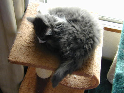 �Υ륦��������� �ե��쥹�� ����å�