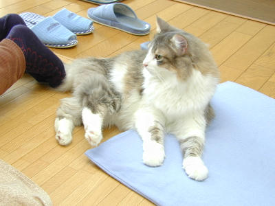 �Υ륦��������� �ե��쥹�� ����å�