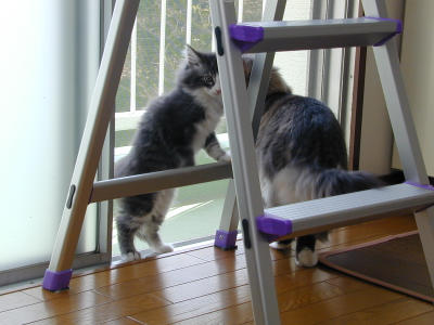 �Υ륦��������� �ե��쥹�� ����å�