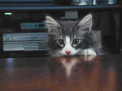 �Υ륦��������� �ե��쥹�� ����å�