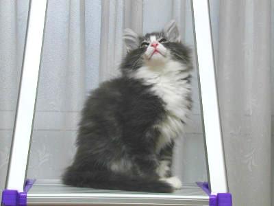 �Υ륦��������� �ե��쥹�� ����å�