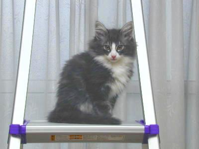 �Υ륦��������� �ե��쥹�� ����å�