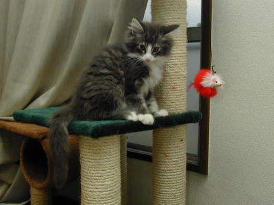 �Υ륦��������� �ե��쥹�� ����å�