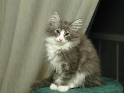 �Υ륦��������� �ե��쥹�� ����å�