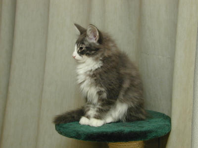 �Υ륦��������� �ե��쥹�� ����å�