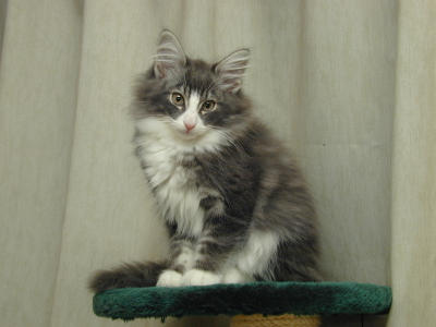 �Υ륦��������� �ե��쥹�� ����å�