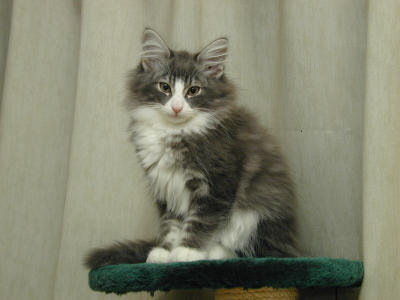 �Υ륦��������� �ե��쥹�� ����å�