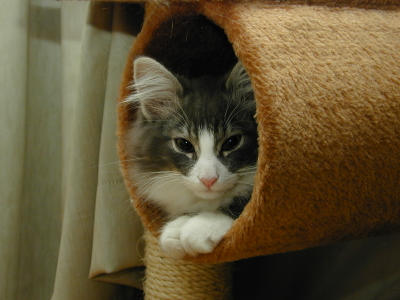 �Υ륦��������� �ե��쥹�� ����å�