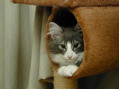 �Υ륦��������� �ե��쥹�� ����å�