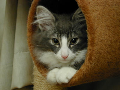 �Υ륦��������� �ե��쥹�� ����å�